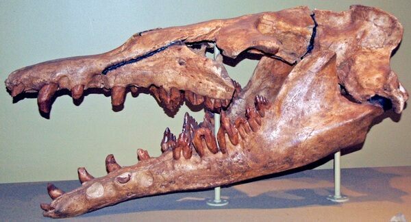 Basilosaurus sp. - fossil whale skull (cast) from the Eocene of Egypt.  By James St. John - Creative Commons License